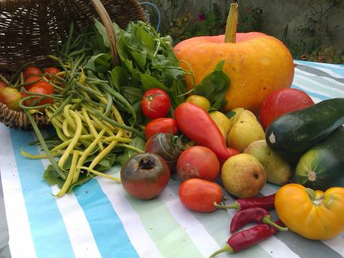 Quelques unes de nos captures, mais on n'arrive pas à bout. On devrait en faire comme ça deux par semaine au moins. Tout le W.E., ça a été tomates, choux fleurs, patates, chou rouge, et ce soir, velouté de potimarron. Faut pas croire, on ne se plaint pas de manger du frais, non plus. Mais ça occupe.