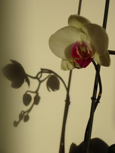 Noel sans orchidée. Elles ont fleuri avant, après, toujours aussi généreuses, mais pas pendant les fêtes. Fôôôôôte !