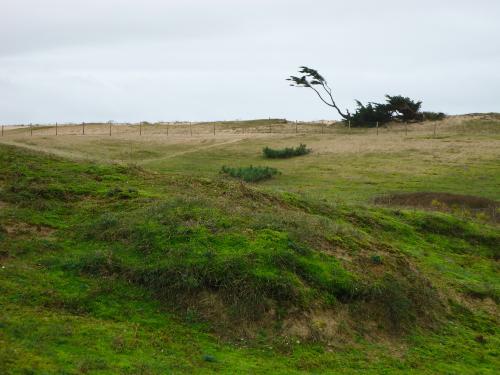 Les dunes sont bien vertes. Elles nous protègent bien du vent.