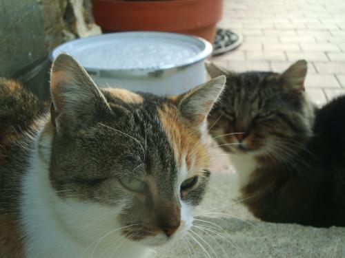  Même pris derrière une vitre, ce chat ne semble pas plus rassuré que ça de me savoir à moins d'un mètre de lui.