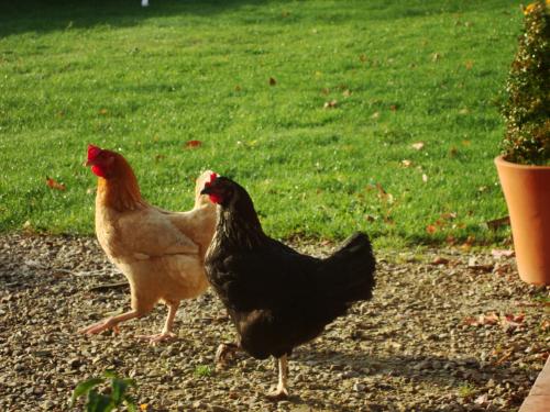  Nous sommes des soeurs jumelles, et nous marchons au pas de l'oie