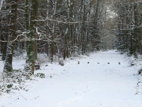  Il parait que la précédente photo n'était pas belle. Alors en voila une plus jolie ( ?) prise en forêt quelques heures plus tard. A l'heure de cette mise à jour, 24 décembre, la neige est loin, et c'es sous des trombes d'eau que le petit Jésus  et papa Noel vont nous rendre visite