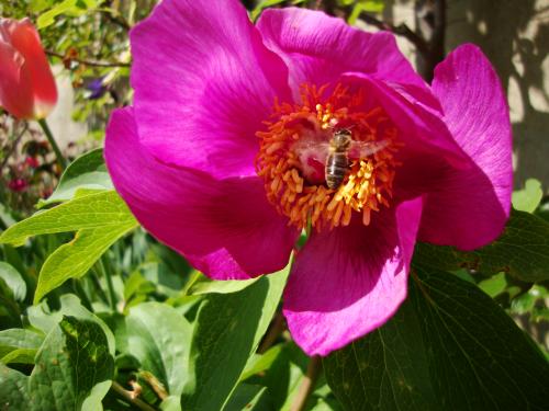 Les abeilles, au tout début du printemps, c'est un spectacle auquel nous n'étions pas habitués jusqu'alors. Mais peut-être n'est-ce pas significatif, tant ce printemps nous envahit d'insectes volants.