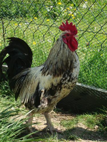 C'est beau, un coq, mais c'est con comme une poule.