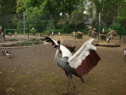  Une grue qui fait le paon.