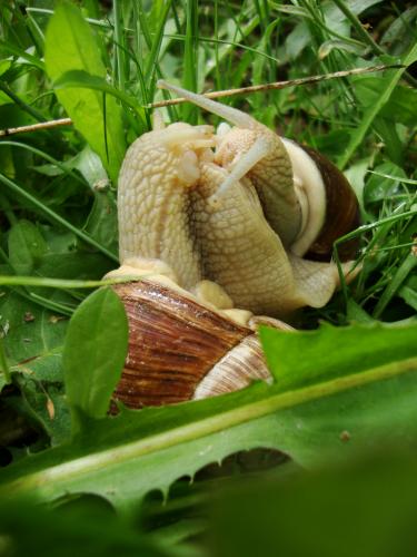 Allons nous étreindre dans les herbes folles, nous caresser la maison sur le dos jusqu'à plus d'heure...