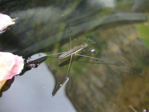 Le premier habitant de notre microcosmos