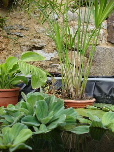 Et voila le travail ! Une vraie jungle aquatique.