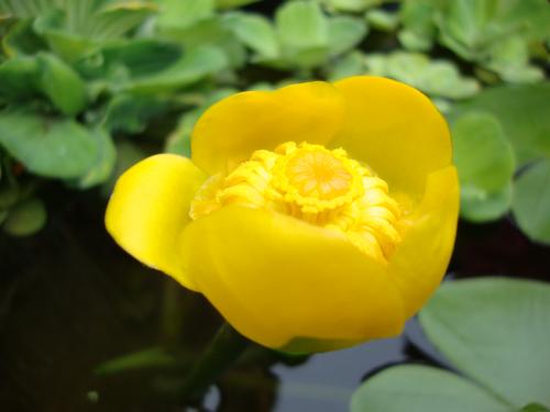 Le nénuphar s'est bien accoutumé à la proximité des poissons. Il nous offre sa première fleur.