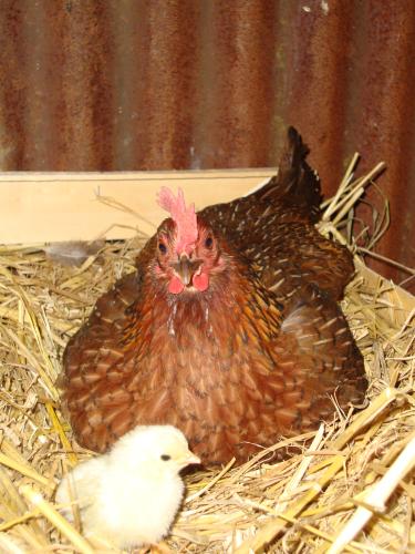 Toute la famille Saint Aubin est heureuse de vous faire part de la naissance de ce joli poussin, la maman va bien, et couve les 5 oeufs qui lui restent.
