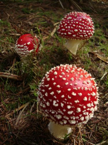 Des rouges