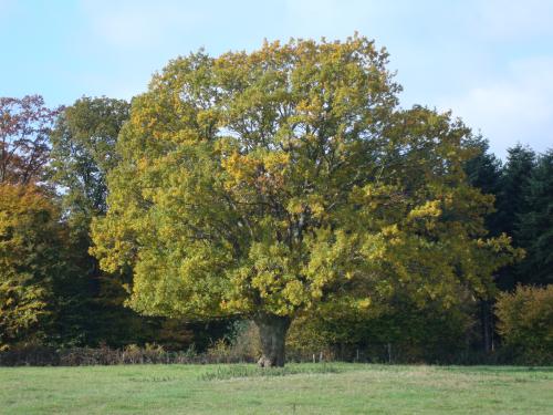 Je suis l'arbre planté, au milieu du désert, les pieds comme attachés, les bras qui fendent l'air, personne ne sait ce que je cache...