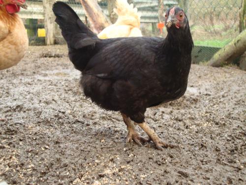 Elle a fière allure, notre future poule au pot.