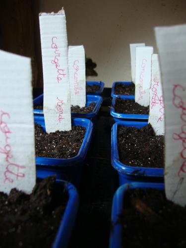 Cette année, une étiquette par pot, pour éviter de se retrouver avec de grosses tomates jaunes quant on espérait des tomates cerises, sur la terrasse.