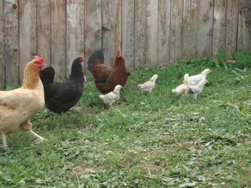 Les mères poules et leurs rejetons à moitié poilus.