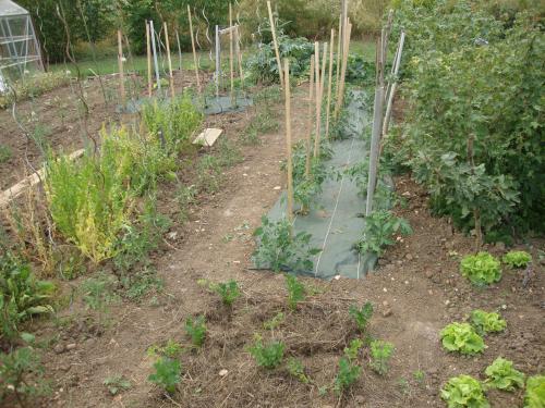 Les tomates sur la bâche, les épinards grainent( et si la légende est toute pourrie, on le doit à Vincent qui m'appelle quand je blogue).