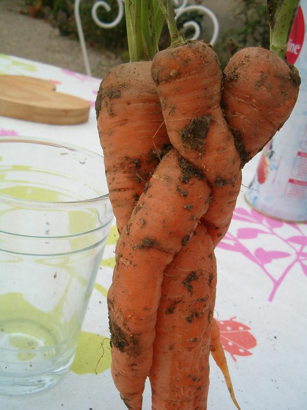 Argl ! ! Des carottes à la hussarde. Sans aucune pudeur.