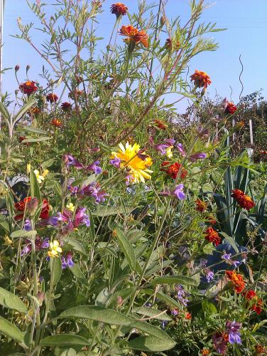 Au pied de la serre, dans le matin chaud de ce premier samedi d'automne, on s'aperçoit que tout pousse bien. Ici, un bouquet de sauge, souci, roquette sauvage et oeillets d'inde.