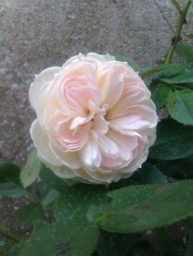 Pourpre, non, mais un rose délicieusement timide au coeur de la fleur aux subtils pétales en acolade. Jolie forme, jolie teinte, pour ce petit grimpant acheté "au pif", en promo l'an passé en jardinerie.