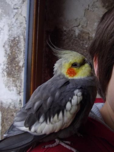 Quand il chante, c'ets à dire dès qu'il voit un chiffon blanc (pourquoi le chiffon blanc ?) cet animal donne mal à la tête à celui qui le porte.