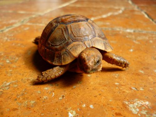 Des fois, même les poissons sont plus passionnants à regarder que la tortue. On va dire qu'elle est fascinante parce qu'on n'oublie jamais qu'elle est préhistorique !