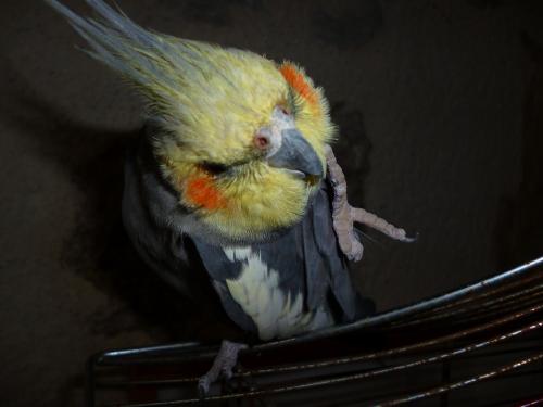 Heureusement que Coco est toujours là pour mettre l'ambiance. Je me souviens il n'y a pas si ongtemps encore, on ne voulait pas d'animaux dans la maison.