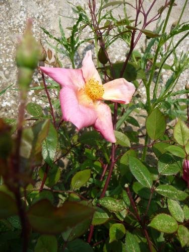 Tout d'abord, le cousin de Chinensis Sanguinéa, un rosier "naturel" des pentes montagneuses chinoises. Contrairement à son cusin, rouge sang comme son nom l'indique, lui est changeant, allant du chamois au rose.