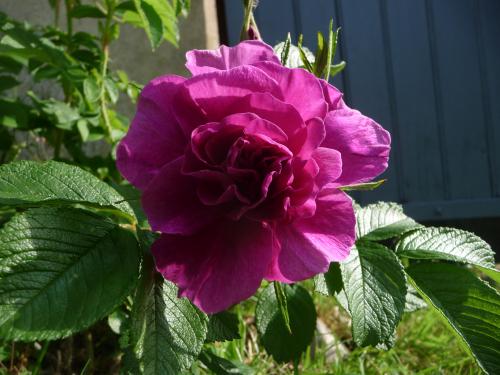Et voici Ségolène, ha, non, en fait c'est "Belle Poitevine". Et c'est vrai qu'elle est belle.