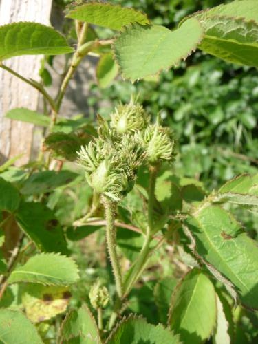 Et enfin, "Centifolia Cristata", dont la fleur est assez quelconque, mais dont le bouton est appelé "chapeau de Napoléon". Rigolo, non ?