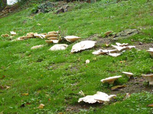 Rond des sorcière de plus de 20m de diamètre, avec des champignons énormes