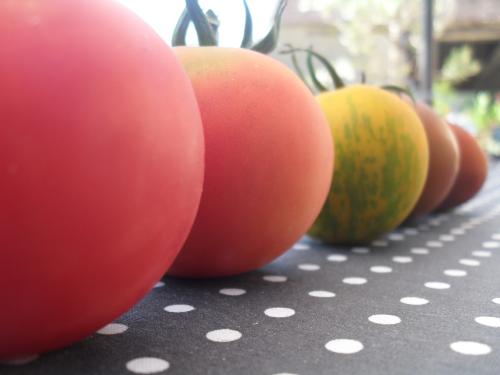 Roses de Berne, Green Zebra, Noires de Crimée, ça fera des graines à resemer. Arrivent encore des blanches et des cornues. Même si on a que ça, ça fera quelques belles entrées, avec basilic et huile d'olives.