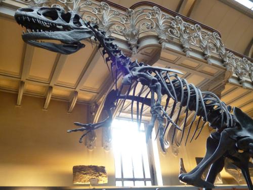 Une semaine en tête à tête avec les T-Rex. Trop stylé. Et en plus, petit côté Nuit au Musée, ils reprennent peut-être vie la nuit !